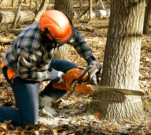 Tree Removal in Monson, ME